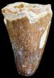Cretaceous Fossil Crocodile Tooth - Morocco #50274-1